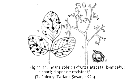 Text Box: 
 Fig.11.11. Mana soiei: a-frunza atacata; b-miceliu; c-spori; d-spor de rezistenta
 (T. Baicu si Tatiana Sesan, 1996).


