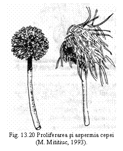 Text Box:  
Fig. 13.20 Proliferarea si aspermia cepei  (M. Mititiuc, 1993).

