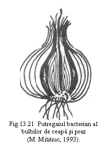 Text Box:  
Fig.13.21  Putregaiul bacterian al bulbilor de ceapa si praz  
(M. Mititiuc, 1993).
