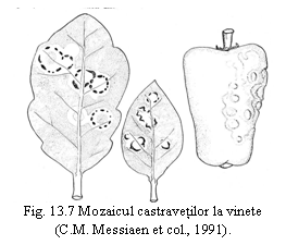 Text Box:  
Fig. 13.7 Mozaicul castravetilor la vinete 
(C.M. Messiaen et col., 1991).
