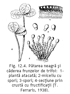 Text Box:  
Fig. 12.4. Patarea neagra si caderea frunzelor de trifoi:  1-planta atacata; 2-miceliu cu spori; 3-spori; 4-sectiune prin crusta cu fructificatii (T. Ferraris, 1938).


