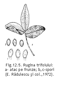 Text Box:  
Fig.12.5. Rugina trifoiului:          a- atac pe frunze; b,c-spori            (E. Radulescu si col.,1972).

