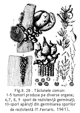 Text Box:  
Fig.8. 28 . Taciunele comun:
1-5 tumori produse pe diverse organe;            6,7, 8, 9  spori de rezistenta germinati;            10-spori aparuti din germinarea sporilor de rezistenta (T.Ferraris, 1941).

