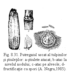 Text Box:  Fig. 8.31. Putregaiul uscat al tulpinilor si stiuletilor: a-stiulete atacat; b-atac la nivelul nodului; c-atac pe alveole; d-fructificatie cu spori (A. Negru,1985).

