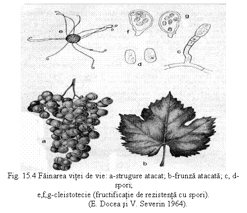 Text Box: 
Fig. 15.4 Fainarea vitei de vie: a-strugure atacat; b-frunza atacata; c, d-spori;
e,f,g-cleistotecie (fructificatie de rezistenta cu spori).
(E. Docea si V. Severin 1964).



