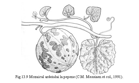 Text Box: 
Fig.13.9 Mozaicul ardeiului la pepene (C.M. Messiaen et col., 1991).
