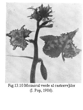 Text Box:  
Fig.13.10 Mozaicul verde al castrave]ilor
(I. Pop, 1986).
