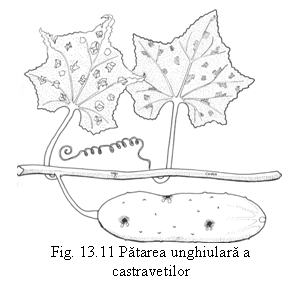 Text Box: 
Fig. 13.11 Patarea unghiulara a castravetilor
 (C.M. Messiaen et col., 1991).

