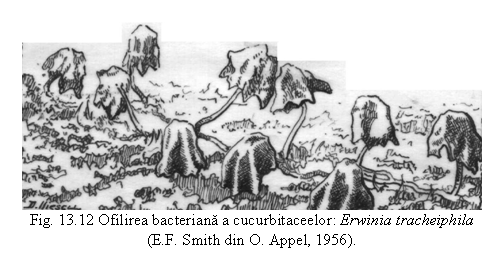 Text Box: 
Fig. 13.12 Ofilirea bacteriana a cucurbitaceelor: Erwinia tracheiphila 
(E.F. Smith din O. Appel, 1956).
