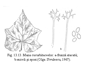 Text Box: 
Fig. 13.13. Mana cucurbitaceelor: a-frunza atacata;
b-miceli si spori (Olga Svulescu, 1967).
