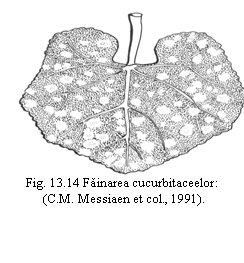 Text Box:  
Fig. 13.14 Fainarea cucurbitaceelor:
 (C.M. Messiaen et col., 1991).
