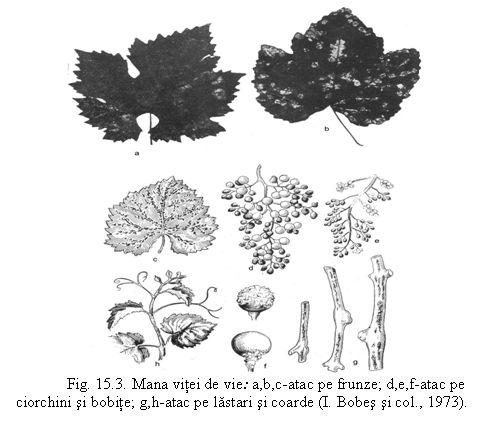 Text Box: 
Fig. 15.3. Mana vitei de vie: a,b,c-atac pe frunze; d,e,f-atac pe ciorchini si bobite; g,h-atac pe lastari si coarde (I. Bobes si col., 1973).

