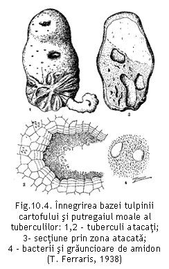 Text Box:  
Fig.10.4. Innegrirea bazei tulpinii cartofului si putregaiul moale al tuberculilor: 1,2 - tuberculi atacati;             3- sectiune prin zona atacata;                  4 - bacterii si grauncioare de amidon
(T. Ferraris, 1938)

