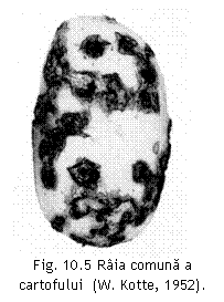 Text Box:  
Fig. 10.5 Raia comuna a cartofului  (W. Kotte, 1952).

