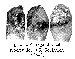 Text Box:  
Fig.10.10 Putregaiul uscat al tuberculilor:  (G. Goidanich, 1964).
