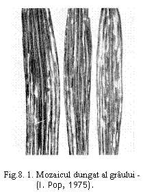 Text Box:  Fig.8. 1. Mozaicul dungat al graului -
(I. Pop, 1975).
