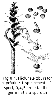 Text Box:  
Fig.8.4.Taciunele zburator al graului: 1-spic atacat;  2-spori; 3,4,5-trei stadii de germinatie a sporului Ferraris, 1941).
