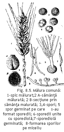 Text Box:  	Fig. 8.5. Malura comuna:
1-spic malurat;2 A-samanta malurata; 2 B-sectiune prin samanta malurata; 3,4-spori; 5 spor germinat pe care     s-au format sporedii; 6-sporedii unite cu sporediola;7-sporediola germinata;  8-formarea sporilor pe miceliu
(T. Ferraris, 1941).
