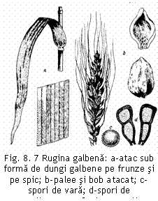 Text Box:  Fig. 8. 7 Rugina galbena: a-atac sub   forma de dungi galbene pe frunze si pe spic; b-palee si bob atacat; c- spori de vara; d-spori de iiarnarezisten] (original).
 

