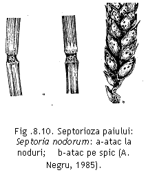 Text Box:  Fig .8.10. Septorioza paiului:      Septoria nodorum: a-atac la noduri;    b-atac pe spic (A. Negru, 1985).