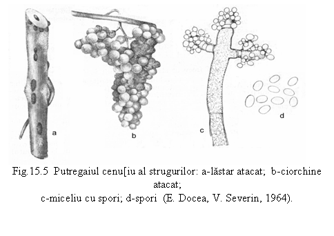 Text Box: 
Fig.15.5 Putregaiul cenu[iu al strugurilor: a-lastar atacat; b-ciorchine atacat; 
c-miceliu cu spori; d-spori (E. Docea, V. Severin, 1964).
