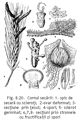 Text Box:  

Fig. 8.20.  Cornul secarii: 1- spic de secara cu scleroti;  2-ovar deformat; 3-sectiune  prin tesut;  4-spori; 5- sclerot germinat; 6,7,8- sectiuni prin stromele cu fructificatii si spori 
(Ferraris, 1938).
