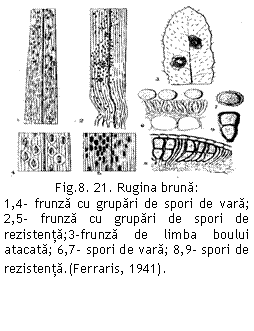 Text Box:  
Fig.8. 21. Rugina bruna: 
1,4- frunza cu grupari de spori de vara;        2,5- frunza cu grupari de spori de rezistenta;3-frunza de limba boului atacata; 6,7- spori de vara; 8,9- spori de rezistenta.(Ferraris, 1941).
