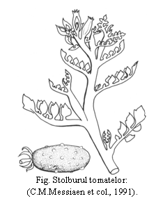 Text Box:  
Fig. Stolburul tomatelor:
 (C.M.Messiaen et col., 1991).
