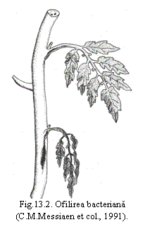 Text Box:  
Fig.13.2. Ofilirea bacteriana (C.M.Messiaen et col., 1991).
