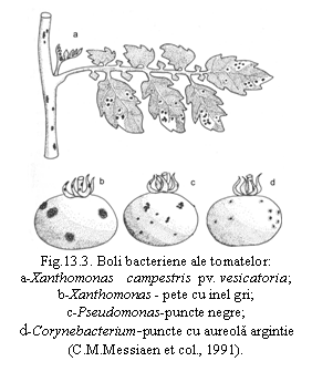 Text Box:  
Fig.13.3. Boli bacteriene ale tomatelor: 
a-Xanthomonas    campestris  pv. vesicatoria; 
b-Xanthomonas - pete cu inel gri; 
c-Pseudomonas-puncte negre; 
d-Corynebacterium-puncte cu aureola argintie  (C.M.Messiaen et col., 1991).
