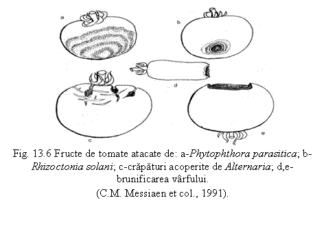 Text Box: 
Fig. 13.6 Fructe de tomate atacate de: a-Phytophthora parasitica; b-Rhizoctonia solani; c-crapaturi acoperite de Alternaria; d,e-brunificarea varfului. 
(C.M. Messiaen et col., 1991).
