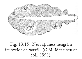 Text Box:  
Fig. 13.15.  Nervatiunea neagra a frunzelor de varza   (C.M. Messiaen et col., 1991).

