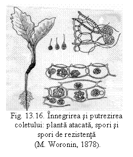 Text Box:  
Fig. 13.16. Innegrirea si putrezirea coletului: planta atacata, spori si spori de rezistenta
 (M. Woronin, 1878).
