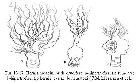 Text Box: 
Fig. 13.17. Hernia radacinilor de crucifere: a-hipertrofieri tip tumoare; b-hipertrofieri tip hernie; c-atac de nematozi (C.M. Messiaen et col., 1991).
