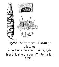 Text Box:  
Fig.9.4. Antracnoza: 1-atac pe pastaie;    
2-portiune cu atac marita;3,4-fructificatie si spori (T. Ferraris, 1938).

