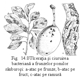 Text Box:  
Fig.  14.8Ulceratia si ciuruirea bacteriana a frunzelor pomilor sanburosi: a-atac pe frunze; b-atac pe fruct; c-atac pe ramura
 (Tr. Svulescu, 1959). 
