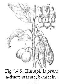 Text Box:  
Fig. 14.9. Hurlupii la prun: a-fructe atacate; b-miceliu cu spori
  (P.Sorauer, 1961).
