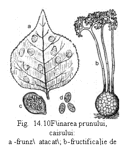 Text Box:  
Fig.  14.10Finarea prunului, caisului:
a -frunz  atacat; b-fructifica]ie de rezisten]; c- spori (T. Ferraris, 1938).
