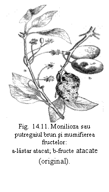 Text Box:  
Fig.  14.11. Monilioza sau putregaiul brun si mumifierea fructelor: 
a-lastar atacat; b-fructe atacate (original).
