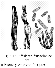 Text Box:  
Fig. 8.15. Sfasierea frunzelor de orz:
a-frunze parazitate; b-spori (original).
		

