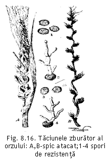Text Box:  
Fig. 8.16. Taciunele zburator al orzului: A,B-spic atacat;1-4 spori de rezistenta
(Ferraris, 1941).
