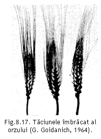 Text Box:  
Fig.8.17. Taciunele imbracat al orzului (G. Goidanich, 1964).

