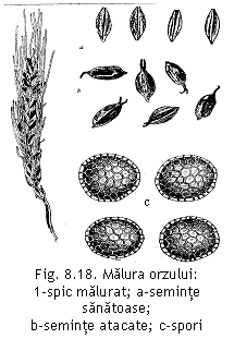 Text Box:  
Fig. 8.18. Malura orzului: 
1-spic malurat; a-seminte sanatoase; 
b-seminte atacate; c-spori rrezisten]
(Alice Svulescu [i col.,1958).


