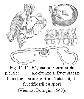 Text Box:  
Fig. 14.14. Basicarea frunzelor de piersic:           a,c-frunze si fruct atacat; b-sectiune printr-o frunza atacata; d-fructificatii cu spori
(Viennot Bourgin, 1949).
