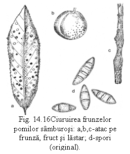 Text Box:  
Fig. 14.16Ciuruirea frunzelor pomilor samburosi: a,b,c-atac pe frunza, fruct si lastar; d-spori (original).
