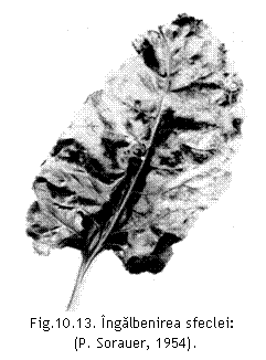 Text Box:  
Fig.10.13. Ingalbenirea sfeclei: 
 (P. Sorauer, 1954).
