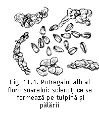 Text Box:  
Fig. 11.4. Putregaiul alb al florii soarelui: scleroti ce se
 formeaza pe tulpina si palarii 
(F. Paulian [i H. Iliescu 1973).

