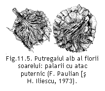 Text Box:  
Fig.11.5. Putregaiul alb al florii soarelui: palarii cu atac
 puternic (F. Paulian [s                          H. Iliescu, 1973).

