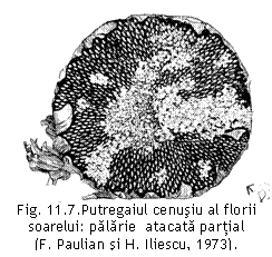 Text Box:  
Fig. 11.7.Putregaiul cenusiu al florii soarelui: palarie  atacata partial
(F. Paulian si H. Iliescu, 1973).

