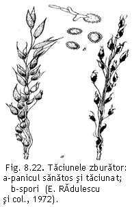 Text Box:  
Fig. 8.22. Taciunele zburator:
a-panicul sanatos si taciunat;  
   b-spori  (E. RAdulescu 
si col., 1972).

